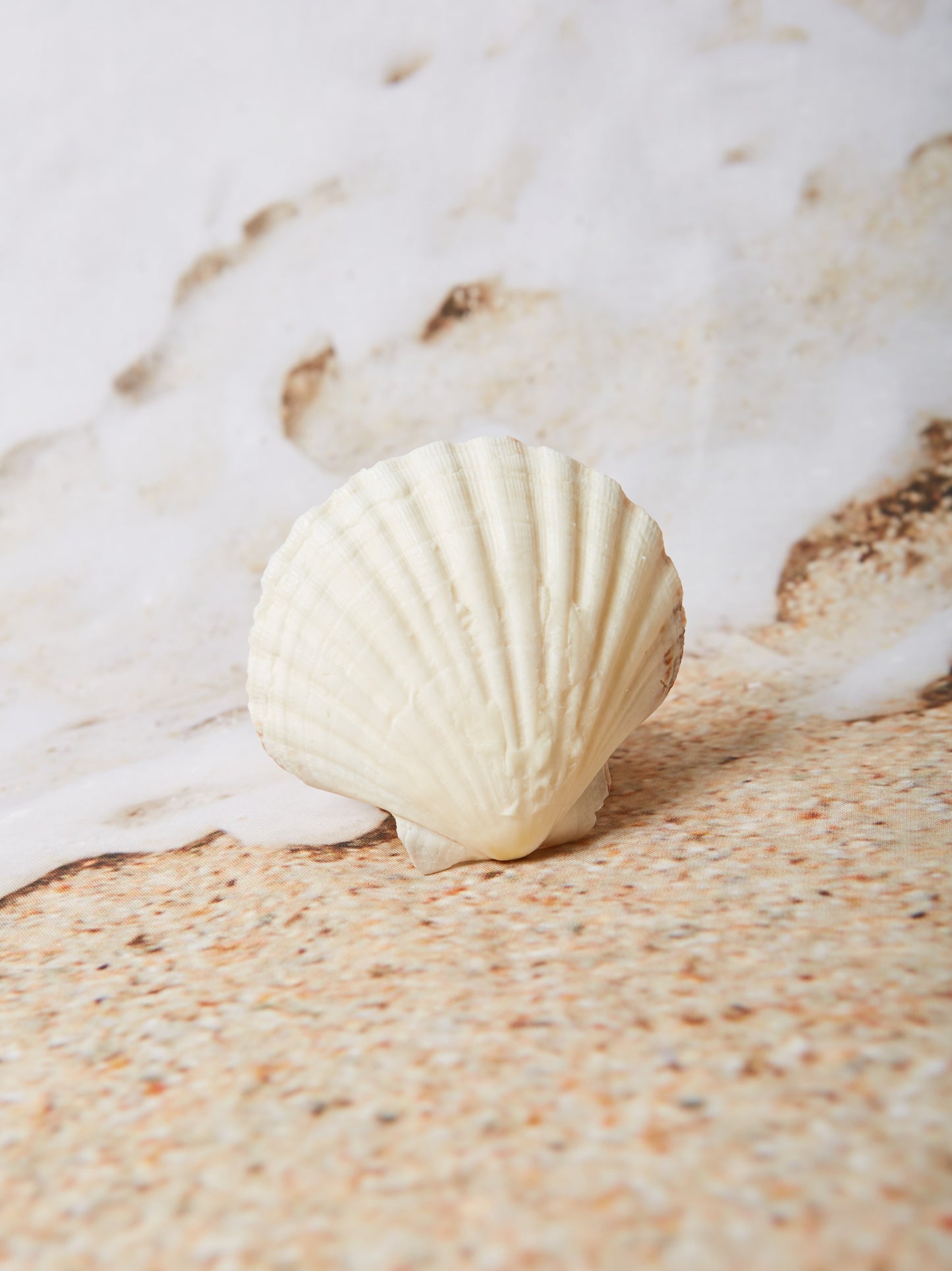 mare shell candle